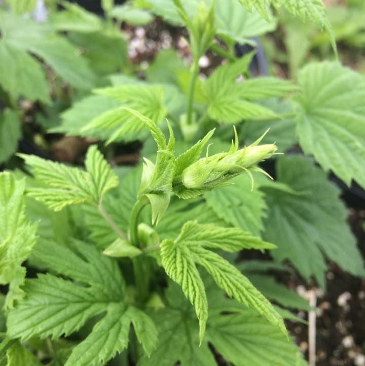 Midwest Hops Producers